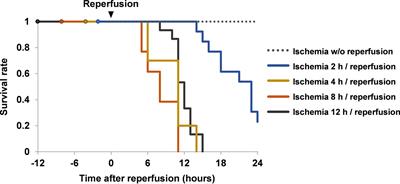 Differential Regulation of Damage-Associated Molecular Pattern Release in a Mouse Model of Skeletal Muscle Ischemia/Reperfusion Injury